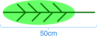 The scale for the image of a leaf