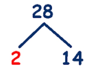 Use factor tree to factorize 28